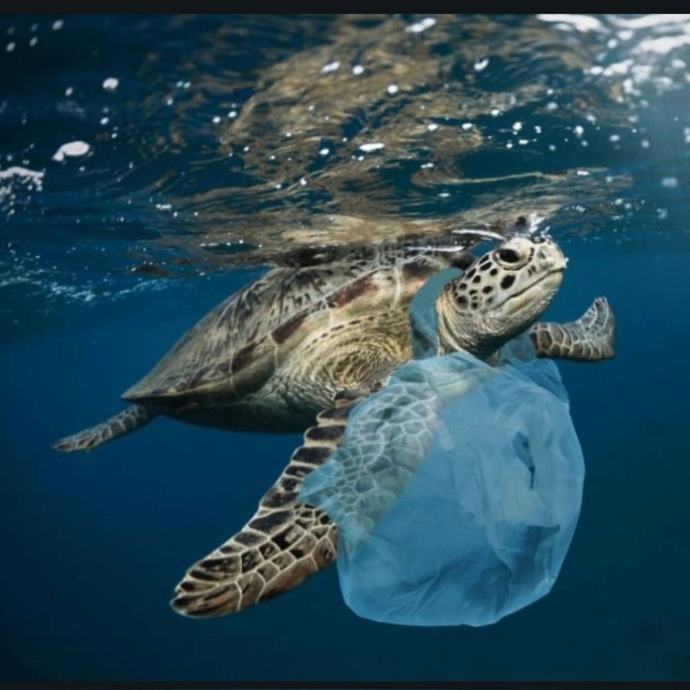 🐬🦭🐋 Plastic is Killing Sea Animals!! 
‼️NOT FOR SALE‼️